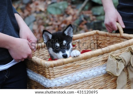 Husky pup in basket.