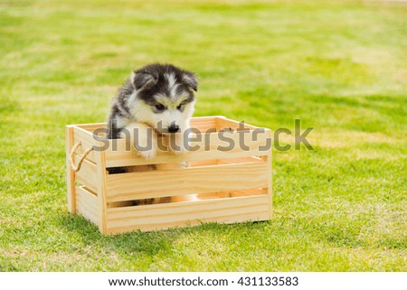 Close up of siberian husky in wooden box with space for text.