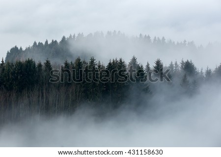 Foggy forest in a gloomy landscape Royalty-Free Stock Photo #431158630