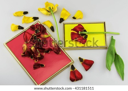 Tulips in the framework of the overall picture