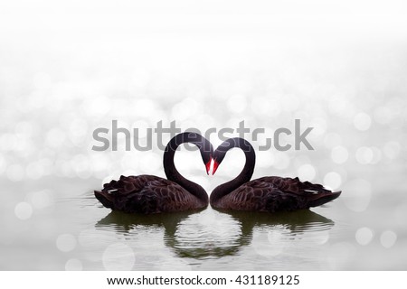 beautiful black swan in heart shape on white lake bokeh .Love bird concept Royalty-Free Stock Photo #431189125