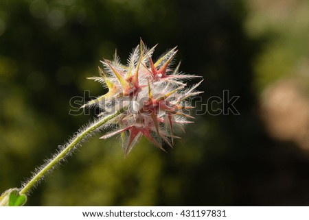 Trifolium stellatum - Trifoglio stellato - Clover star
