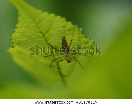close up small garden spider perch on young leaf of mulberry tree plant in home garden