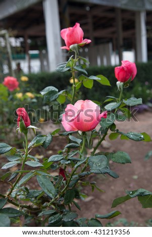 RoseRose-pink flowers in the garden, furnished house with beautiful flowers.