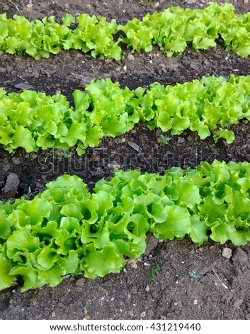 fresh green salad. Lettuce Bed.
