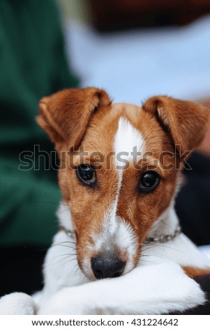 portrait dog