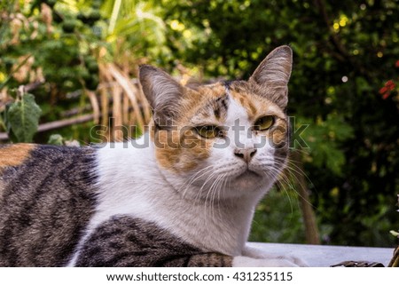  Cats do the eyes pleaded for something on nature background.
