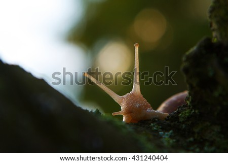 Snail looking behind the moss-grown tree trunk