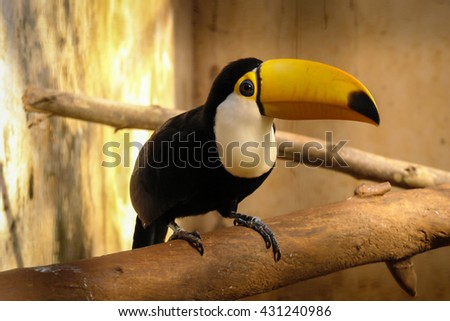 Toucan looking at a zoo in south america