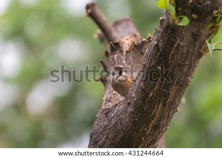 Bird (Eurasian Tree Sparrow) perched on a tree in the garden