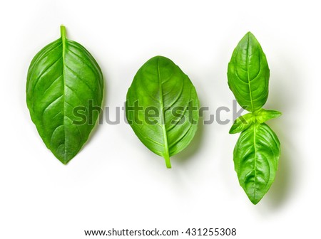 fresh green basil leaves isolated on white background, top view Royalty-Free Stock Photo #431255308