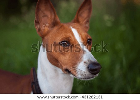 Portrait of Basenji dog at sunset
