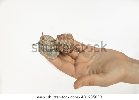 big snail crawling on the hand isolated on the white