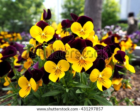 Pansy. Pansy flowers in garden. 
Pansy. Mixed pansies in garden. Pansy. Pansy background.