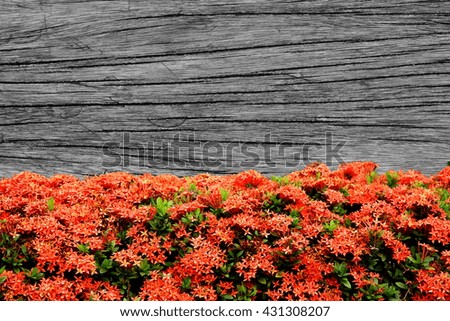 black and white wooden wall background with red Ixora flower and copy space for text 