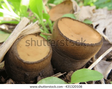 Galiella rufa mushroom