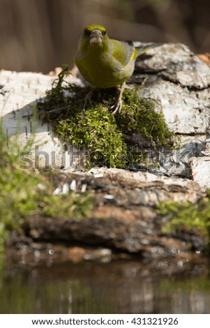 Greenfinch (Carduelis chloris) on the shore of the forest pond for natural background. Selective focus.