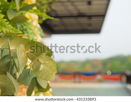 Selected focus at treetop of green bush tree to blur any point. Beautiful green leaves background decorate in garden.
