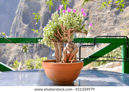 Photo Picture of a Strange Unusual Plant Pot