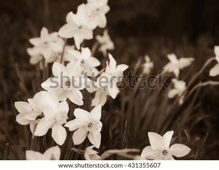 Garden Growing Spring flowers. Blooming Daffodils. Narcissus. Dark vintage floral background - Sepia effect