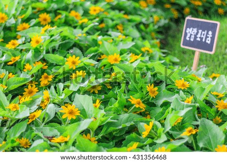 Melampodium is a genus of flowering plants in the sunflower family.selected focus.select blur.