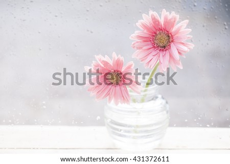 Gerbera flower in glass on drop background.