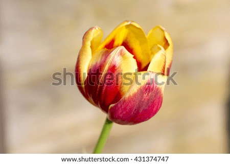 Tulip flower macro close up