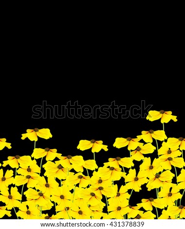 Yellow flower helenium isolated on black background.