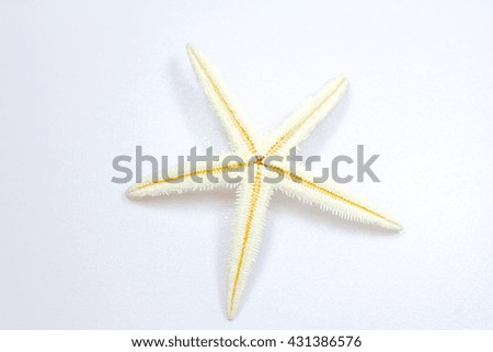 Sea star for Education in Lab.