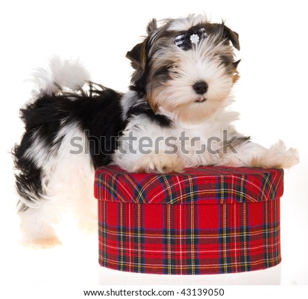 Cute Biewer puppy on white background with red tartan gift box