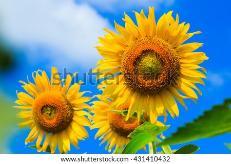 Beautiful colorful sunflower blooms , sunflower with clouds and blue sky.  agriculture single Helianthus annuus, is a large annual forb genus grown as a crop for its edible oil and edible fruits seeds