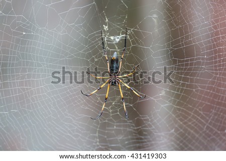 One of the many palm spiders, Nephila inaurata in Mahe, Seychelles