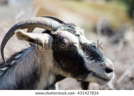 Close-up from a goat-head in the south of Crete, Greece. Livestock, agriculture and farming determine the the picture on the Island. Husbandry of goats is very popular on Crete