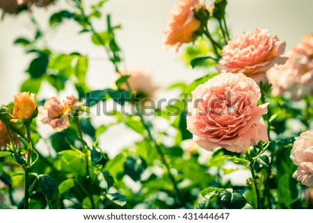Bush of beautiful pink roses in a garden. Filtered shot