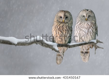 Pair of Ural owls sitting on branch (Strix uralensis)