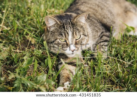 Lazy domestic grey cat lying at the meadow and looking at the camera