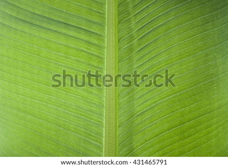 Banana leaf green background