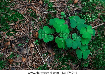 Spring Clover in a Pine Forest