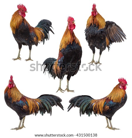 Rooster collection set isolated on white Royalty-Free Stock Photo #431500138