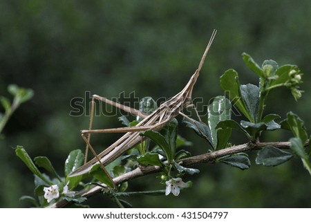 Grasshopper Acrida cinerea,at chiangmai thailand