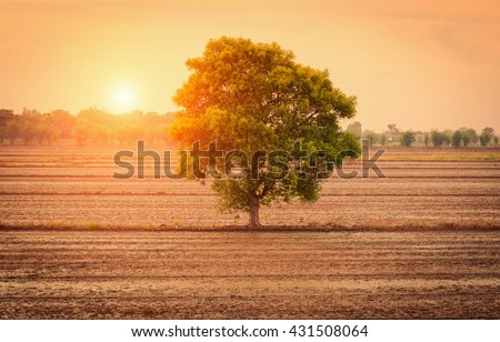 Magical sunrise with tree,Sun beams thorough trees.lighting from DOD.Silhouette.