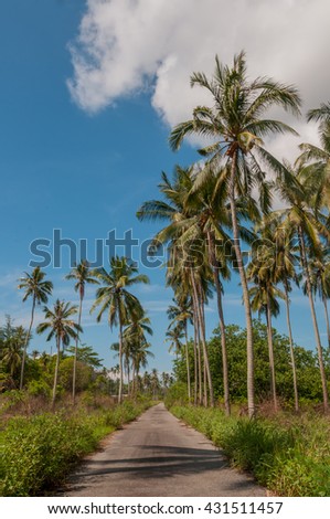 Tropical road with coconut tree under blue sky and clouds