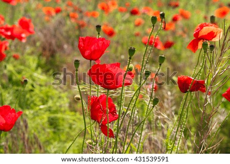 Red poppy seed flowers over blurred background