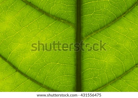Green Leaf Texture Over White Background/ Leaf Texture