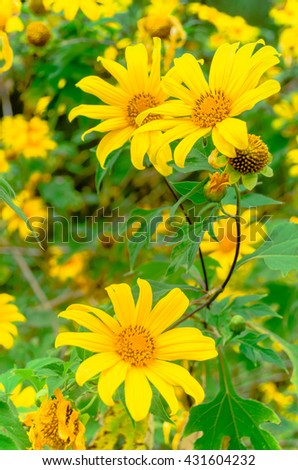 Mexican sunflower (Tithonia diversifolia)