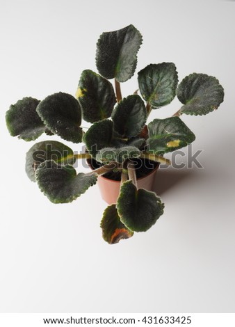 flower in a pot on a gray background