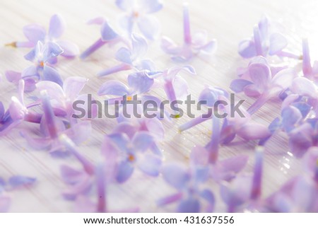 delicate light purple lilac flower petals on a white background