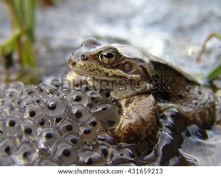 Common frog guarding eggs Royalty-Free Stock Photo #431659213