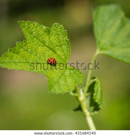 nice lovely little ladybug
