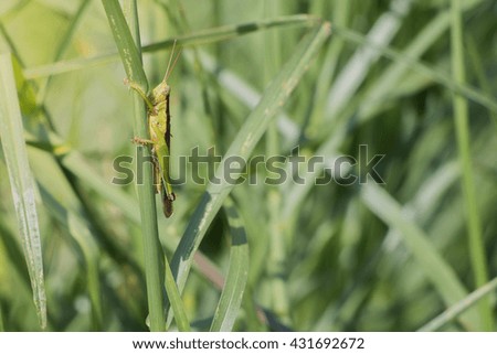 Meadow Grasshopper 